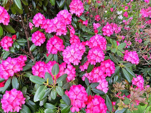 Şehir parkındaki büyük açelya ya da rhododendron. Bahçede çiçek açan açelyalar (rhododendron) mevsimi. Çiçek arkaplanı. Doğa