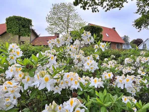Şehir parkındaki büyük açelya ya da rhododendron. Bahçede çiçek açan açelyalar (rhododendron) mevsimi. Çiçek arkaplanı. Doğa