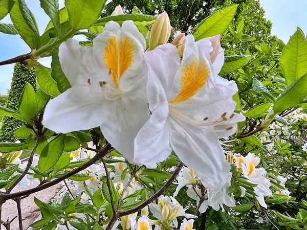 Şehir parkındaki büyük açelya ya da rhododendron. Bahçede çiçek açan açelyalar (rhododendron) mevsimi. Çiçek arkaplanı. Doğa