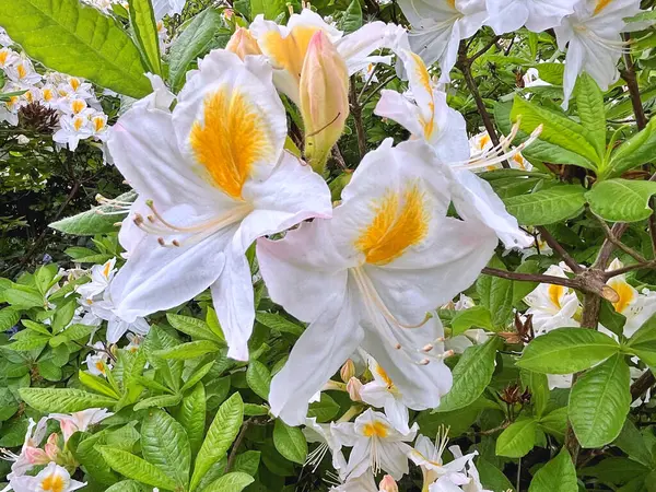 Şehir parkındaki büyük açelya ya da rhododendron. Bahçede çiçek açan açelyalar (rhododendron) mevsimi. Çiçek arkaplanı. Doğa