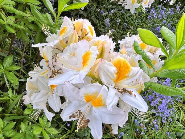 Şehir parkındaki büyük açelya ya da rhododendron. Bahçede çiçek açan açelyalar (rhododendron) mevsimi. Çiçek arkaplanı. Doğa