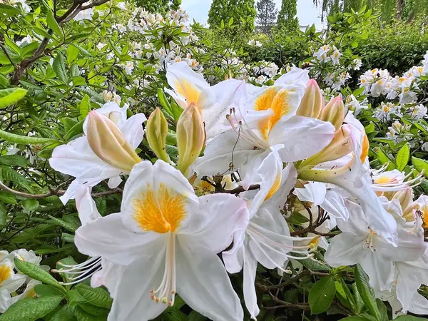 Şehir parkındaki büyük açelya ya da rhododendron. Bahçede çiçek açan açelyalar (rhododendron) mevsimi. Çiçek arkaplanı. Doğa