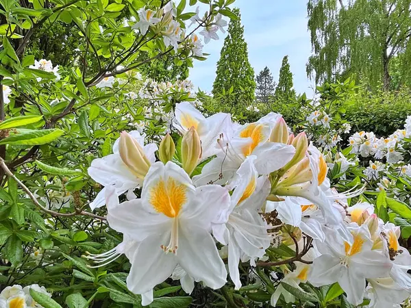 Şehir parkındaki büyük açelya ya da rhododendron. Bahçede çiçek açan açelyalar (rhododendron) mevsimi. Çiçek arkaplanı. Doğa