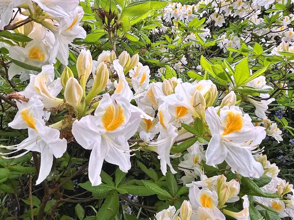 Şehir parkındaki büyük açelya ya da rhododendron. Bahçede çiçek açan açelyalar (rhododendron) mevsimi. Çiçek arkaplanı. Doğa
