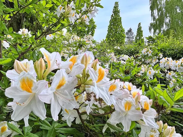 Şehir parkındaki büyük açelya ya da rhododendron. Bahçede çiçek açan açelyalar (rhododendron) mevsimi. Çiçek arkaplanı. Doğa