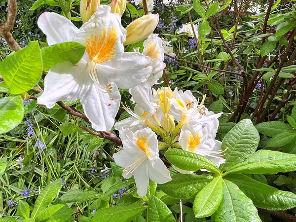 Şehir parkındaki büyük açelya ya da rhododendron. Bahçede çiçek açan açelyalar (rhododendron) mevsimi. Çiçek arkaplanı. Doğa