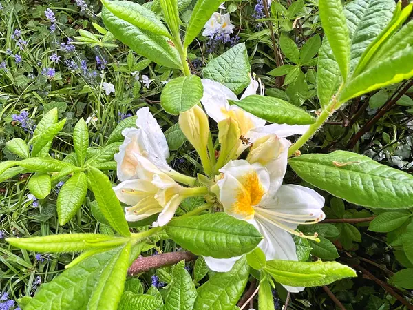 Şehir parkındaki büyük açelya ya da rhododendron. Bahçede çiçek açan açelyalar (rhododendron) mevsimi. Çiçek arkaplanı. Doğa