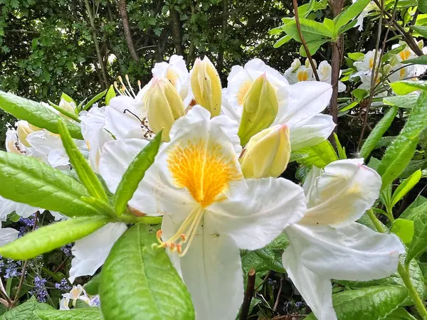 Şehir parkındaki büyük açelya ya da rhododendron. Bahçede çiçek açan açelyalar (rhododendron) mevsimi. Çiçek arkaplanı. Doğa