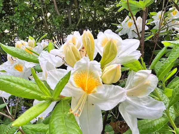 Şehir parkındaki büyük açelya ya da rhododendron. Bahçede çiçek açan açelyalar (rhododendron) mevsimi. Çiçek arkaplanı. Doğa