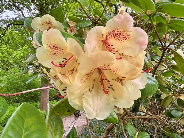 Şehir parkındaki büyük açelya ya da rhododendron. Bahçede çiçek açan açelyalar (rhododendron) mevsimi. Çiçek arkaplanı. Doğa