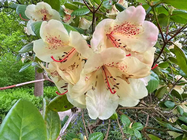 Şehir parkındaki büyük açelya ya da rhododendron. Bahçede çiçek açan açelyalar (rhododendron) mevsimi. Çiçek arkaplanı. Doğa