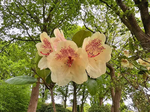Şehir parkındaki büyük açelya ya da rhododendron. Bahçede çiçek açan açelyalar (rhododendron) mevsimi. Çiçek arkaplanı. Doğa