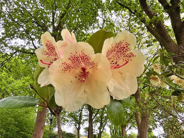 Şehir parkındaki büyük açelya ya da rhododendron. Bahçede çiçek açan açelyalar (rhododendron) mevsimi. Çiçek arkaplanı. Doğa