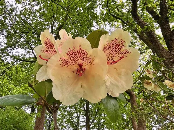 Şehir parkındaki büyük açelya ya da rhododendron. Bahçede çiçek açan açelyalar (rhododendron) mevsimi. Çiçek arkaplanı. Doğa