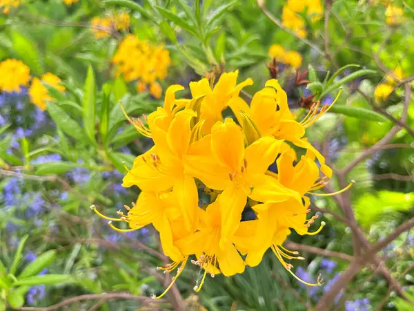 Şehir parkındaki büyük açelya ya da rhododendron. Bahçede çiçek açan açelyalar (rhododendron) mevsimi. Çiçek arkaplanı. Doğa