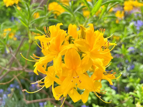 Şehir parkındaki büyük açelya ya da rhododendron. Bahçede çiçek açan açelyalar (rhododendron) mevsimi. Çiçek arkaplanı. Doğa