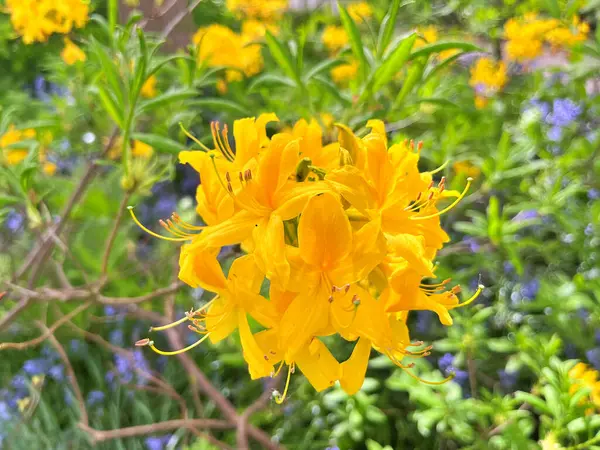 Şehir parkındaki büyük açelya ya da rhododendron. Bahçede çiçek açan açelyalar (rhododendron) mevsimi. Çiçek arkaplanı. Doğa