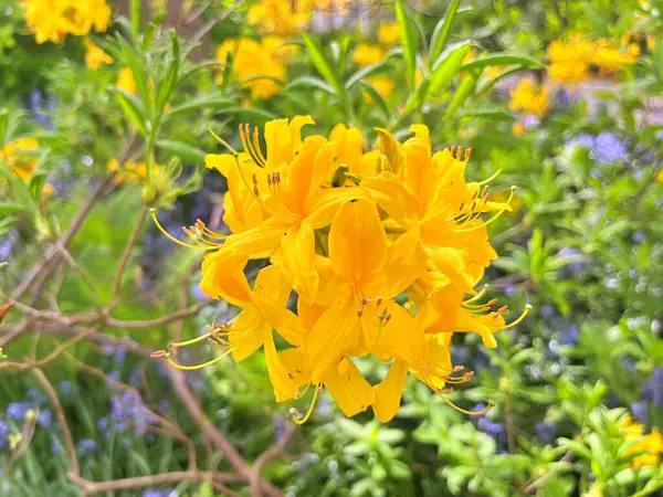 Şehir parkındaki büyük açelya ya da rhododendron. Bahçede çiçek açan açelyalar (rhododendron) mevsimi. Çiçek arkaplanı. Doğa