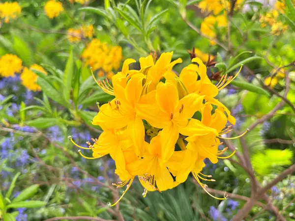 Şehir parkındaki büyük açelya ya da rhododendron. Bahçede çiçek açan açelyalar (rhododendron) mevsimi. Çiçek arkaplanı. Doğa