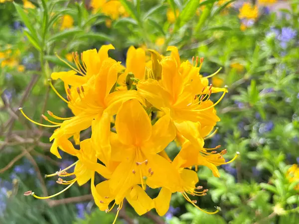 Şehir parkındaki büyük açelya ya da rhododendron. Bahçede çiçek açan açelyalar (rhododendron) mevsimi. Çiçek arkaplanı. Doğa