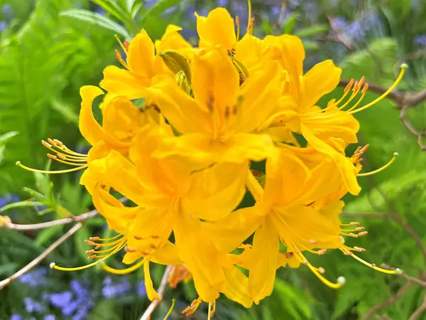 Şehir parkındaki büyük açelya ya da rhododendron. Bahçede çiçek açan açelyalar (rhododendron) mevsimi. Çiçek arkaplanı. Doğa