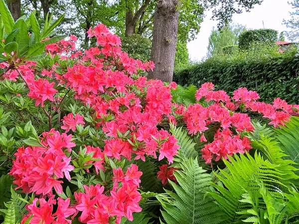 Şehir parkındaki büyük açelya ya da rhododendron. Bahçede çiçek açan açelyalar (rhododendron) mevsimi. Çiçek arkaplanı. Doğa