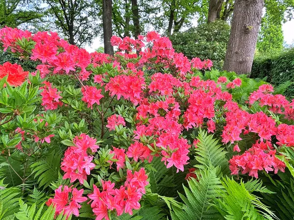Şehir parkındaki büyük açelya ya da rhododendron. Bahçede çiçek açan açelyalar (rhododendron) mevsimi. Çiçek arkaplanı. Doğa