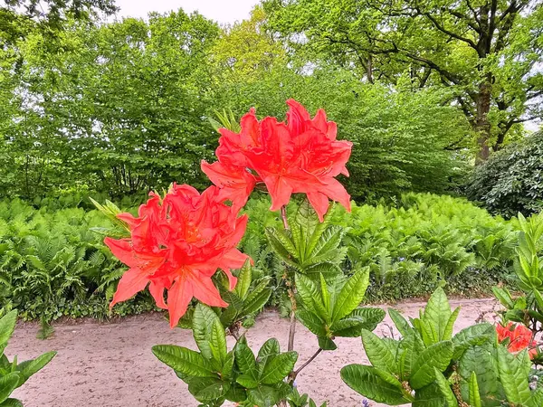 Şehir parkındaki büyük açelya ya da rhododendron. Bahçede çiçek açan açelyalar (rhododendron) mevsimi. Çiçek arkaplanı. Doğa