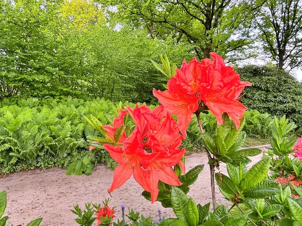 Şehir parkındaki büyük açelya ya da rhododendron. Bahçede çiçek açan açelyalar (rhododendron) mevsimi. Çiçek arkaplanı. Doğa