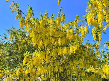 Yazın salkımın güzel, parlak sarı çiçekleri. Doğa geçmişi. Renkli bir geçmiş. Doğa