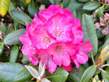 Ormangülü çiçek farklı renklerde çiçekli bitkilerde. Açelya çalılıkların farklı çiçek rengi ile parkta. Ormangülü çiçek deseni