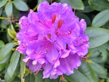 Ormangülü çiçek farklı renklerde çiçekli bitkilerde. Açelya çalılıkların farklı çiçek rengi ile parkta. Ormangülü çiçek deseni