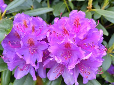 Ormangülü çiçek farklı renklerde çiçekli bitkilerde. Açelya çalılıkların farklı çiçek rengi ile parkta. Ormangülü çiçek deseni