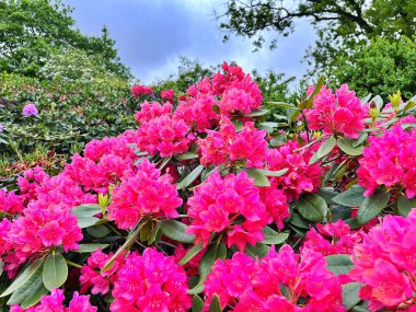 Ormangülü çiçek farklı renklerde çiçekli bitkilerde. Açelya çalılıkların farklı çiçek rengi ile parkta. Ormangülü çiçek deseni