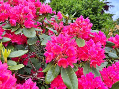 Ormangülü çiçek farklı renklerde çiçekli bitkilerde. Açelya çalılıkların farklı çiçek rengi ile parkta. Ormangülü çiçek deseni