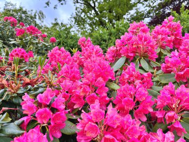 Ormangülü çiçek farklı renklerde çiçekli bitkilerde. Açelya çalılıkların farklı çiçek rengi ile parkta. Ormangülü çiçek deseni