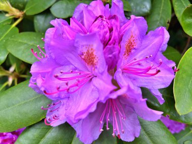 Ormangülü çiçek farklı renklerde çiçekli bitkilerde. Açelya çalılıkların farklı çiçek rengi ile parkta. Ormangülü çiçek deseni