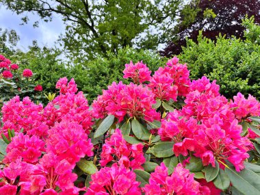 Ormangülü çiçek farklı renklerde çiçekli bitkilerde. Açelya çalılıkların farklı çiçek rengi ile parkta. Ormangülü çiçek deseni