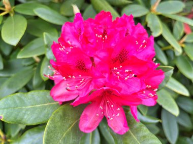 Ormangülü çiçek farklı renklerde çiçekli bitkilerde. Açelya çalılıkların farklı çiçek rengi ile parkta. Ormangülü çiçek deseni