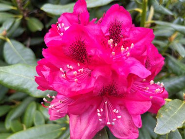 Ormangülü çiçek farklı renklerde çiçekli bitkilerde. Açelya çalılıkların farklı çiçek rengi ile parkta. Ormangülü çiçek deseni