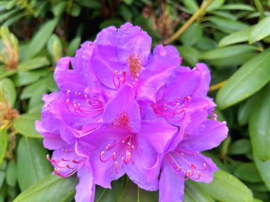 Ormangülü çiçek farklı renklerde çiçekli bitkilerde. Açelya çalılıkların farklı çiçek rengi ile parkta. Ormangülü çiçek deseni