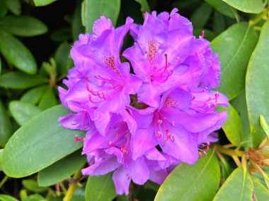 Ormangülü çiçek farklı renklerde çiçekli bitkilerde. Açelya çalılıkların farklı çiçek rengi ile parkta. Ormangülü çiçek deseni