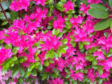 Ormangülü çiçek farklı renklerde çiçekli bitkilerde. Açelya çalılıkların farklı çiçek rengi ile parkta. Ormangülü çiçek deseni