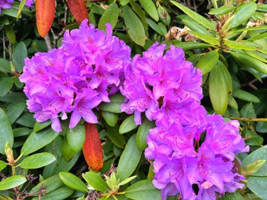 Ormangülü çiçek farklı renklerde çiçekli bitkilerde. Açelya çalılıkların farklı çiçek rengi ile parkta. Ormangülü çiçek deseni