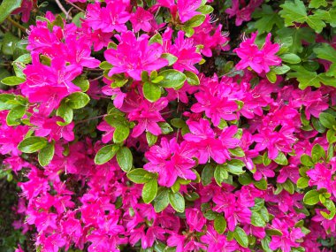 Ormangülü çiçek farklı renklerde çiçekli bitkilerde. Açelya çalılıkların farklı çiçek rengi ile parkta. Ormangülü çiçek deseni