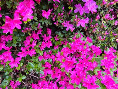 Ormangülü çiçek farklı renklerde çiçekli bitkilerde. Açelya çalılıkların farklı çiçek rengi ile parkta. Ormangülü çiçek deseni