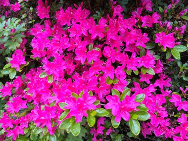 Ormangülü çiçek farklı renklerde çiçekli bitkilerde. Açelya çalılıkların farklı çiçek rengi ile parkta. Ormangülü çiçek deseni