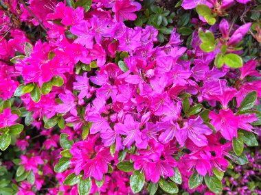 Ormangülü çiçek farklı renklerde çiçekli bitkilerde. Açelya çalılıkların farklı çiçek rengi ile parkta. Ormangülü çiçek deseni