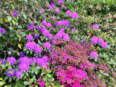 Ormangülü çiçek farklı renklerde çiçekli bitkilerde. Açelya çalılıkların farklı çiçek rengi ile parkta. Ormangülü çiçek deseni
