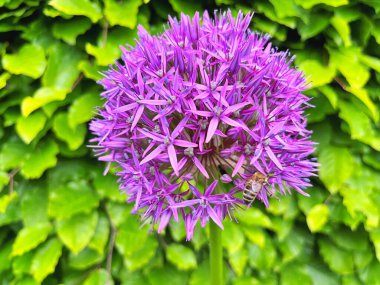 Güzel bal arısı parlak ve gösterişli Allium Giganteum çiçeklerinden nektar çıkarıyor. Canlı dev allium çiçekleri topları. Yaygın adı Çiçekli Soğan